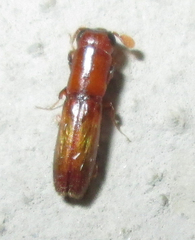 Platypodinae