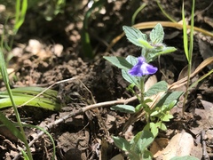 Scutellaria tuberosa