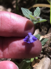 Scutellaria tuberosa