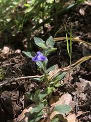 Scutellaria tuberosa
