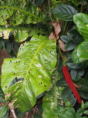 Anthurium upalaense