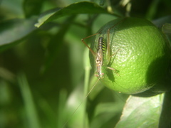 Conocephalus semivittatus