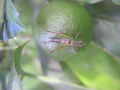 Conocephalus semivittatus