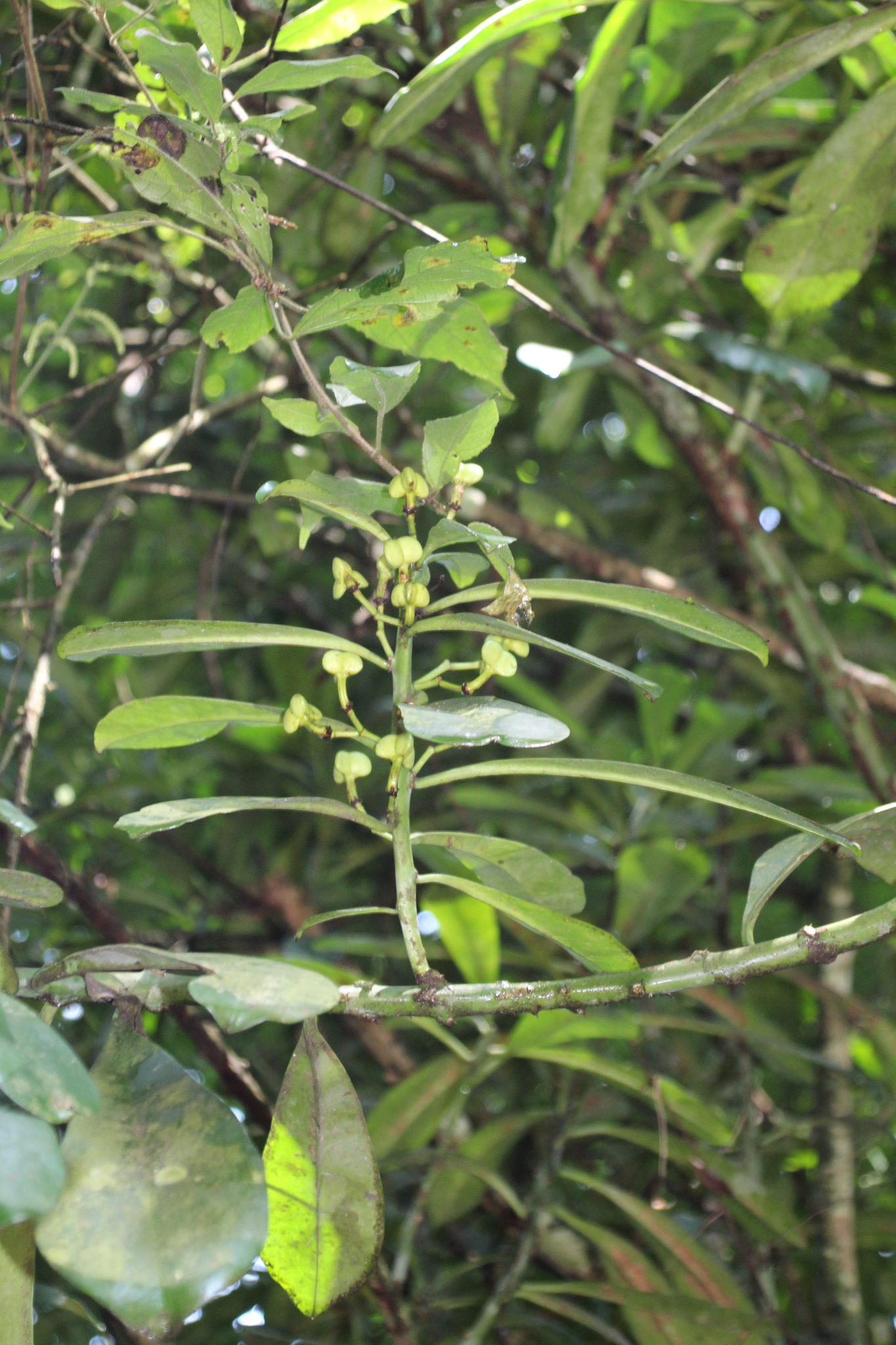 Euphorbia teke