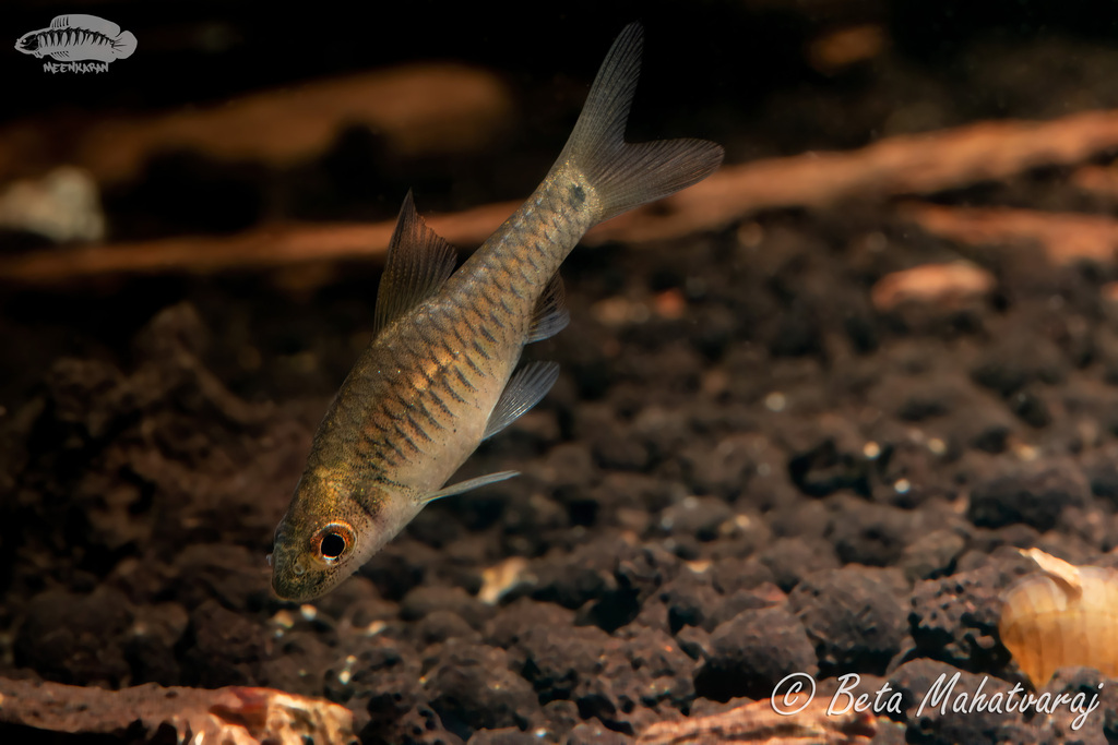 (Oreichthys coorgensis) - Marine Life Identification