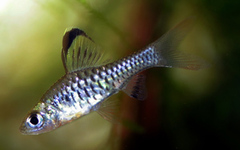 Drapefin Barb photo 1