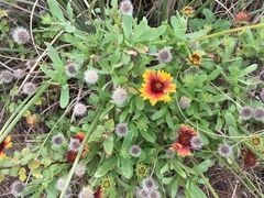 Gaillardia pulchella image