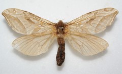 Sthenopis argenteomaculatus