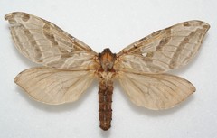 Sthenopis argenteomaculatus