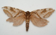 Sthenopis purpurascens
