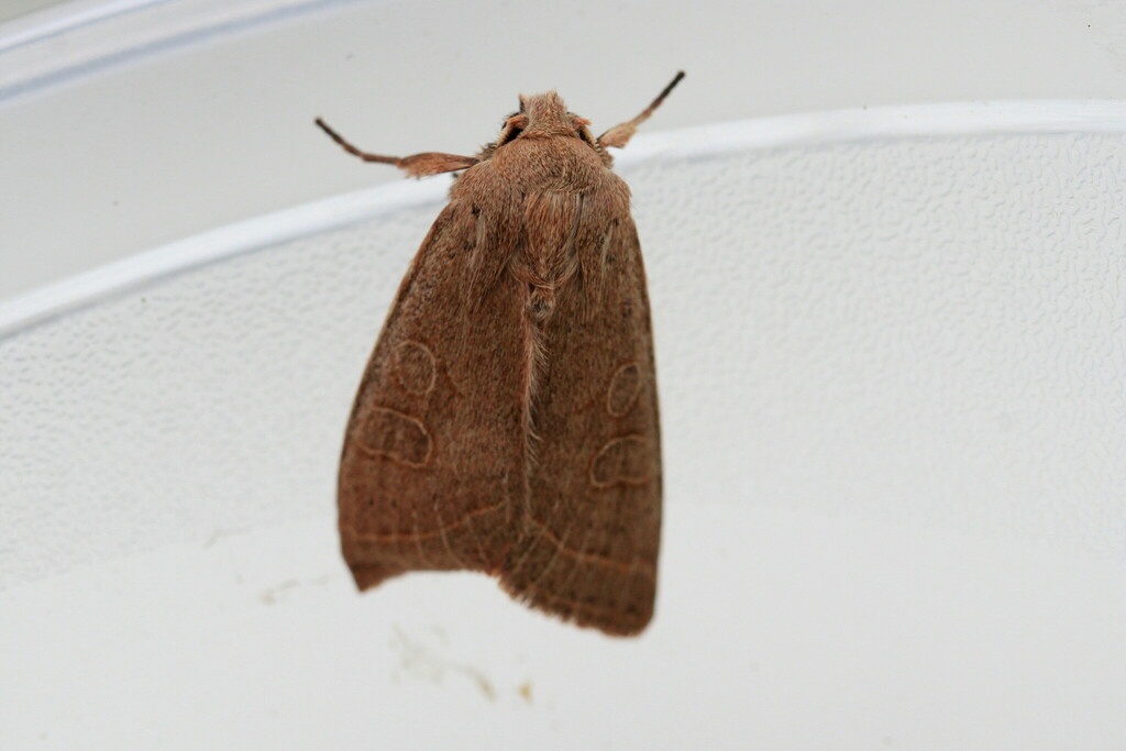 Common Quaker from 54 Badem, Germany on April 28, 2020 at 02:23 PM by ...