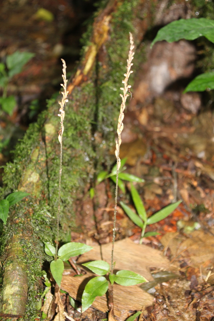 Zeuxine elongata