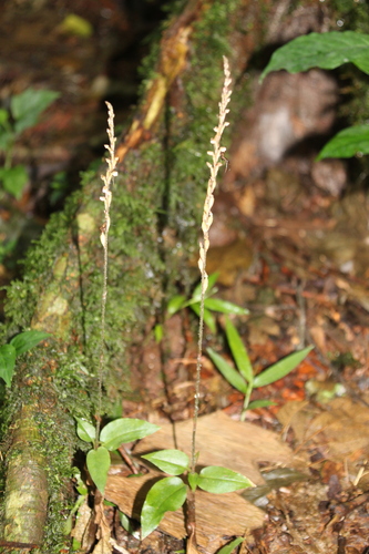 Zeuxine elongata