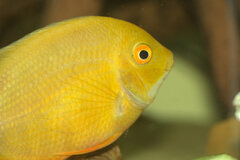 Banded Cichlid photo 3