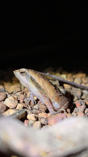 Bago Grainy Frog, Kalophrynus interlineatus