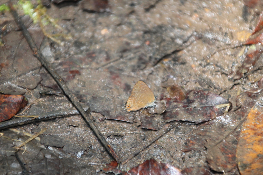 lesser indigo ciliate blue