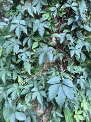 Tetrastigma obtectum glabrum