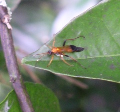 Ctenochares bicolorus