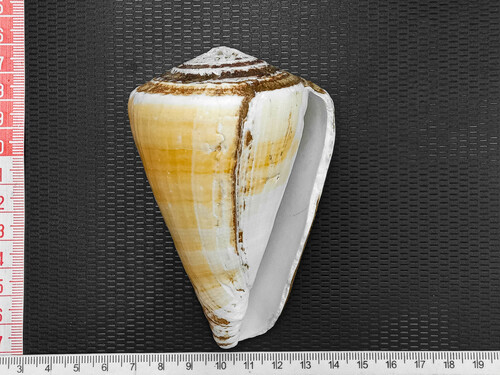 Conus fergusoni, 2024-01-26