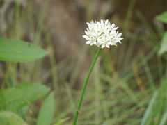 Allium canadense