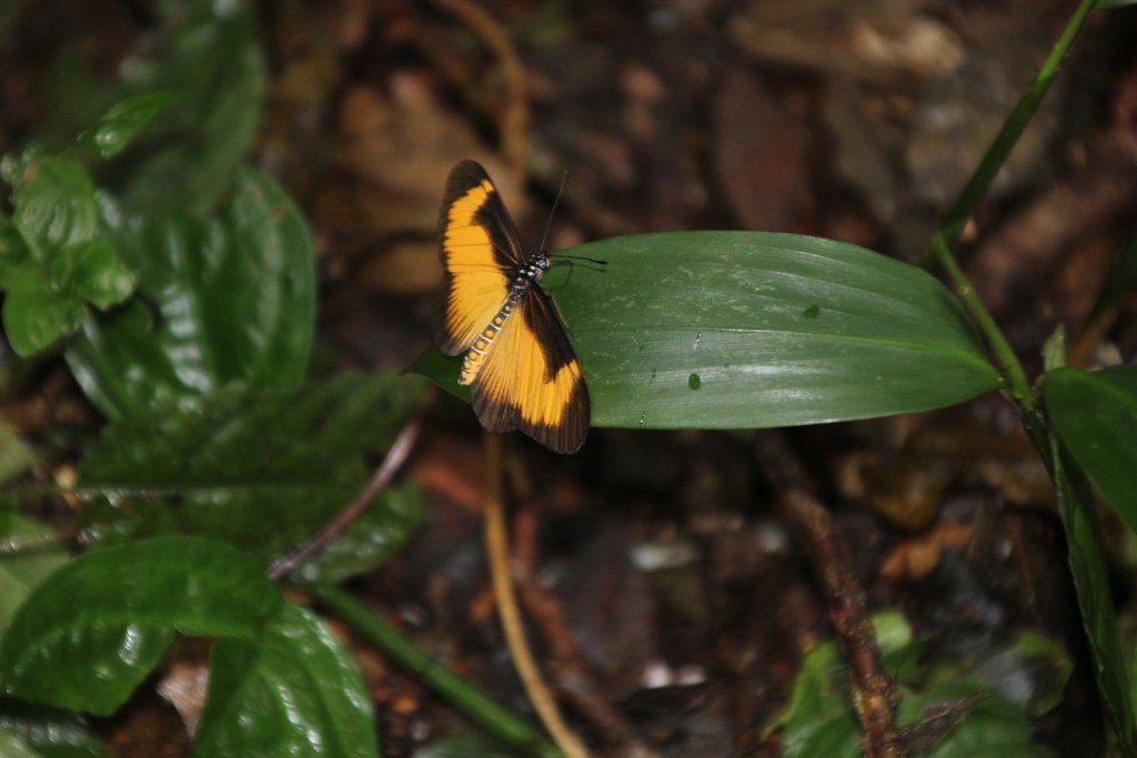 Acraea aurivillii