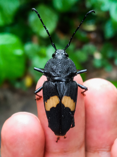 Megaderus stigma (Linnaeus, 1758)