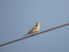 Gymnoris xanthocollis