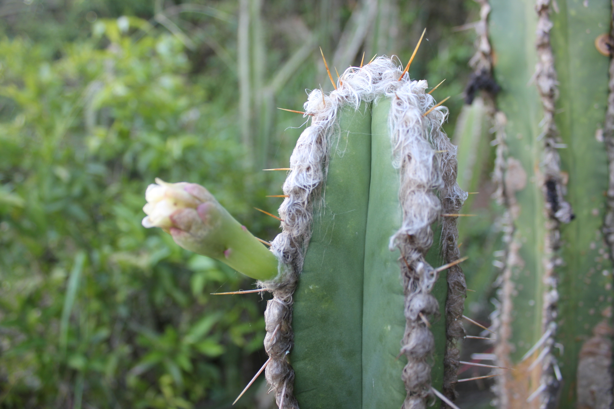 Pilosocereus brasiliensis