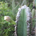 Pilosocereus brasiliensis - Photo (c) Vitor Abdala, some rights reserved (CC BY-NC), uploaded by Vitor Abdala