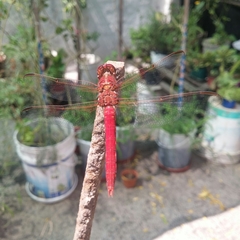 Orthemis nodiplaga