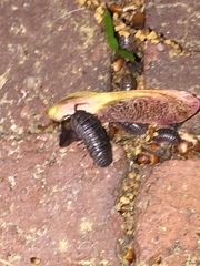 Armadillidium nasatum