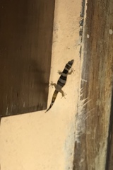 Sphaerodactylus torrei