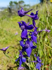 Delphinium decorum