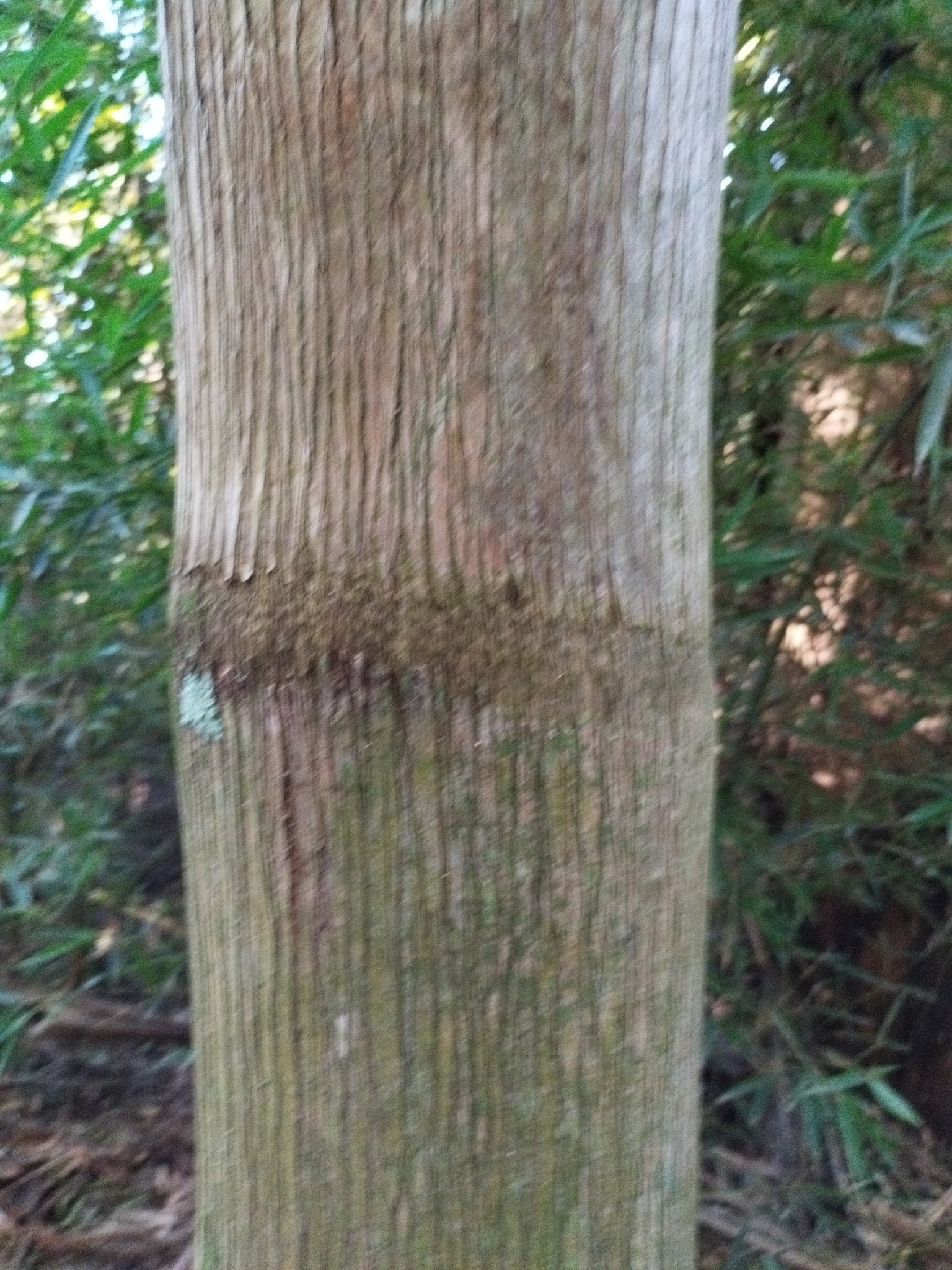 Imagem de Palmito-juçara