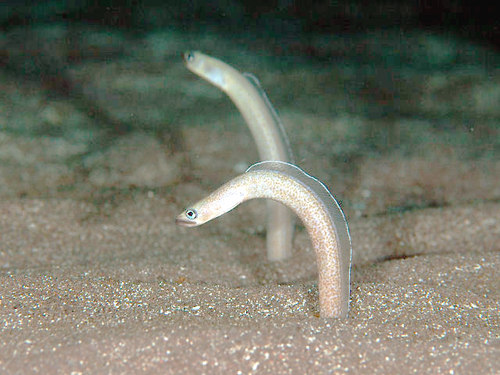 Taiwan garden eel (Gorgasia taiwanensis) — Congridae