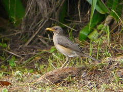 Turdus pelios