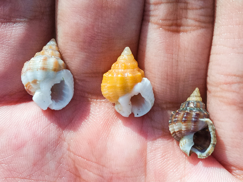 Phrontis nassiformis observed 2024-02-04