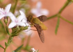 Chrysanthrax edititius