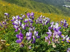 Lupinus variicolor