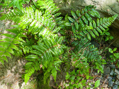 Polystichum polyblepharum