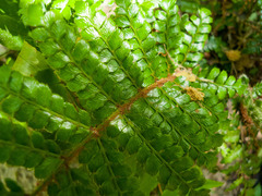 Polystichum polyblepharum