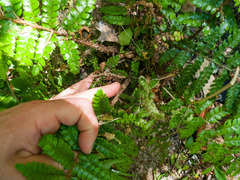 Polystichum polyblepharum