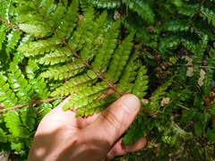 Polystichum polyblepharum