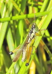 Oxya hyla
