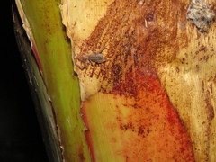 Ammotrechidae