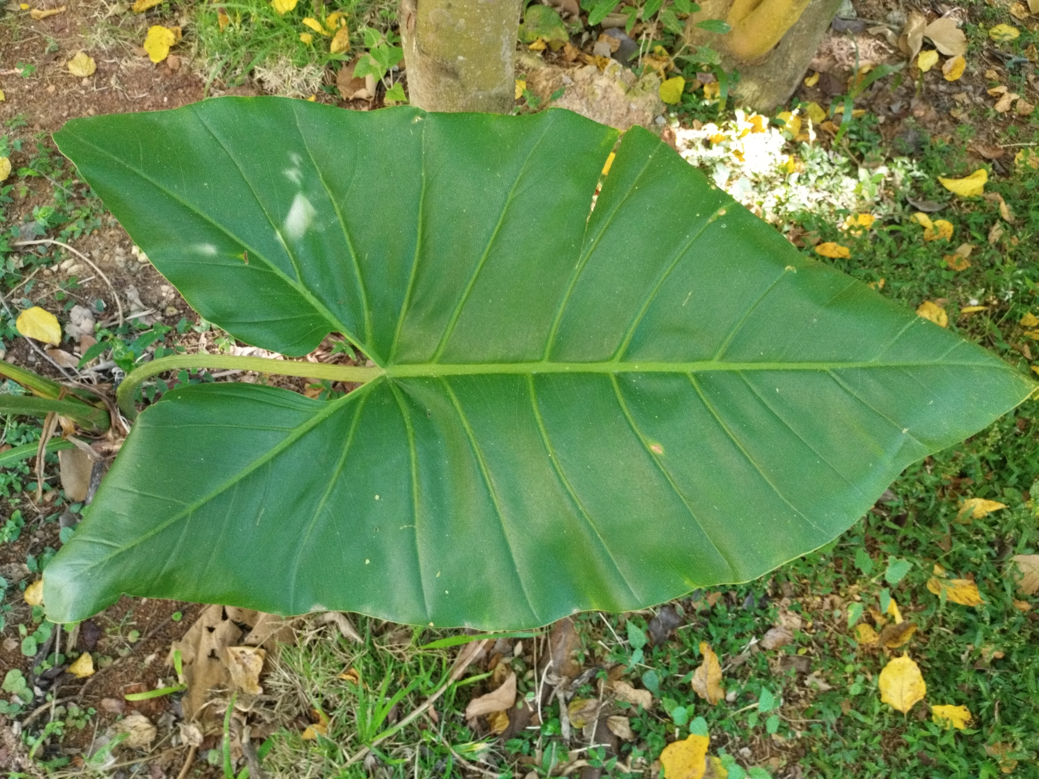 Imagem de Guanandi