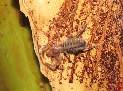 Ammotrechidae