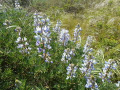 Lupinus polyphyllus polyphyllus