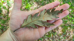 Quercus × beadlei