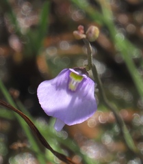 Fairy Aprons (Utricularia pubescens)